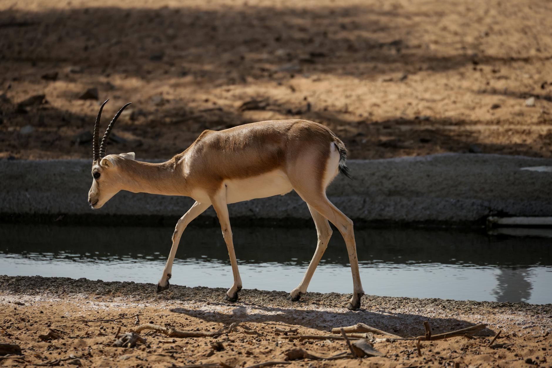Antilope saiga nella steppa dell'Asia centrale