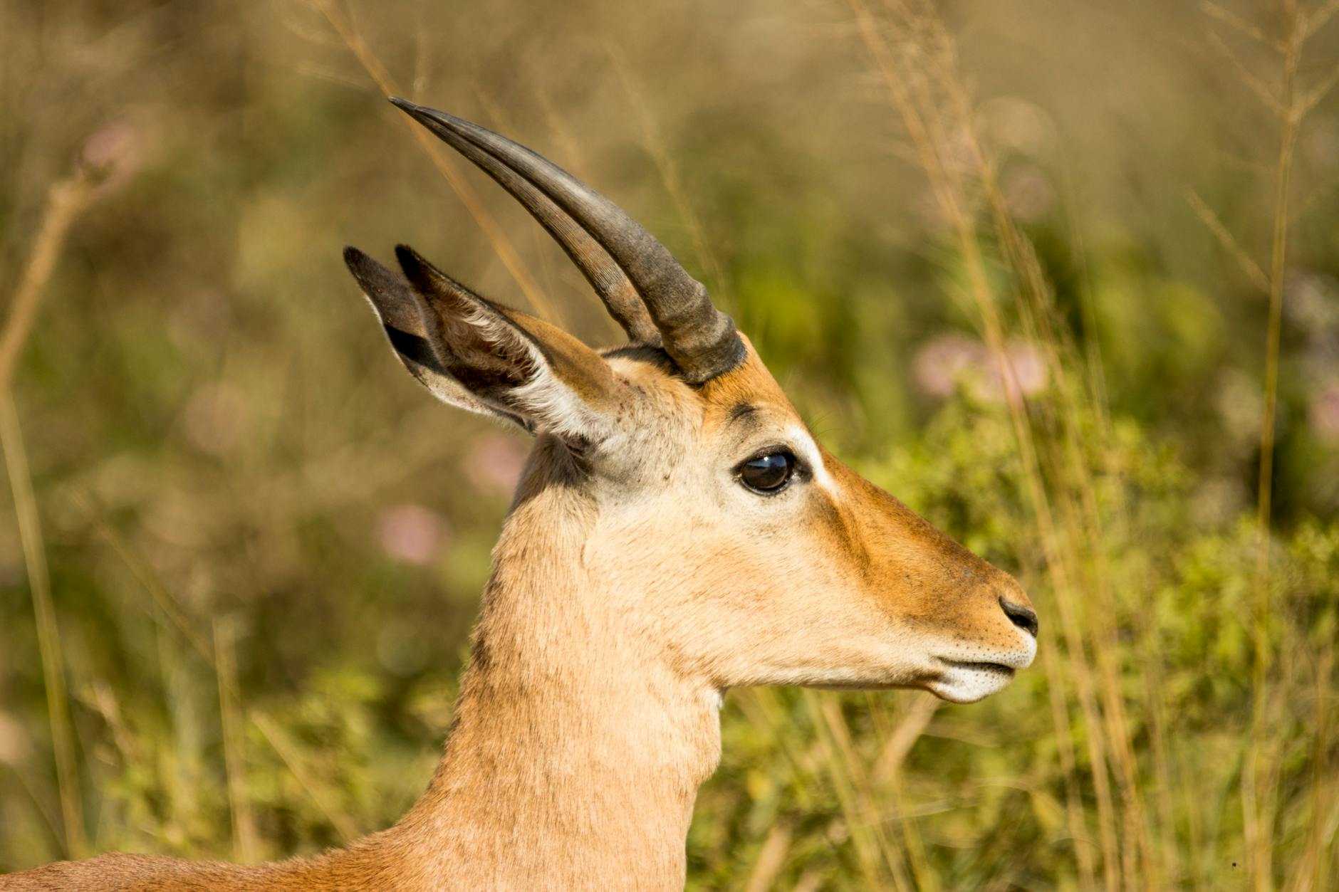 Primo piano del muso a proboscide di un'antilope saiga