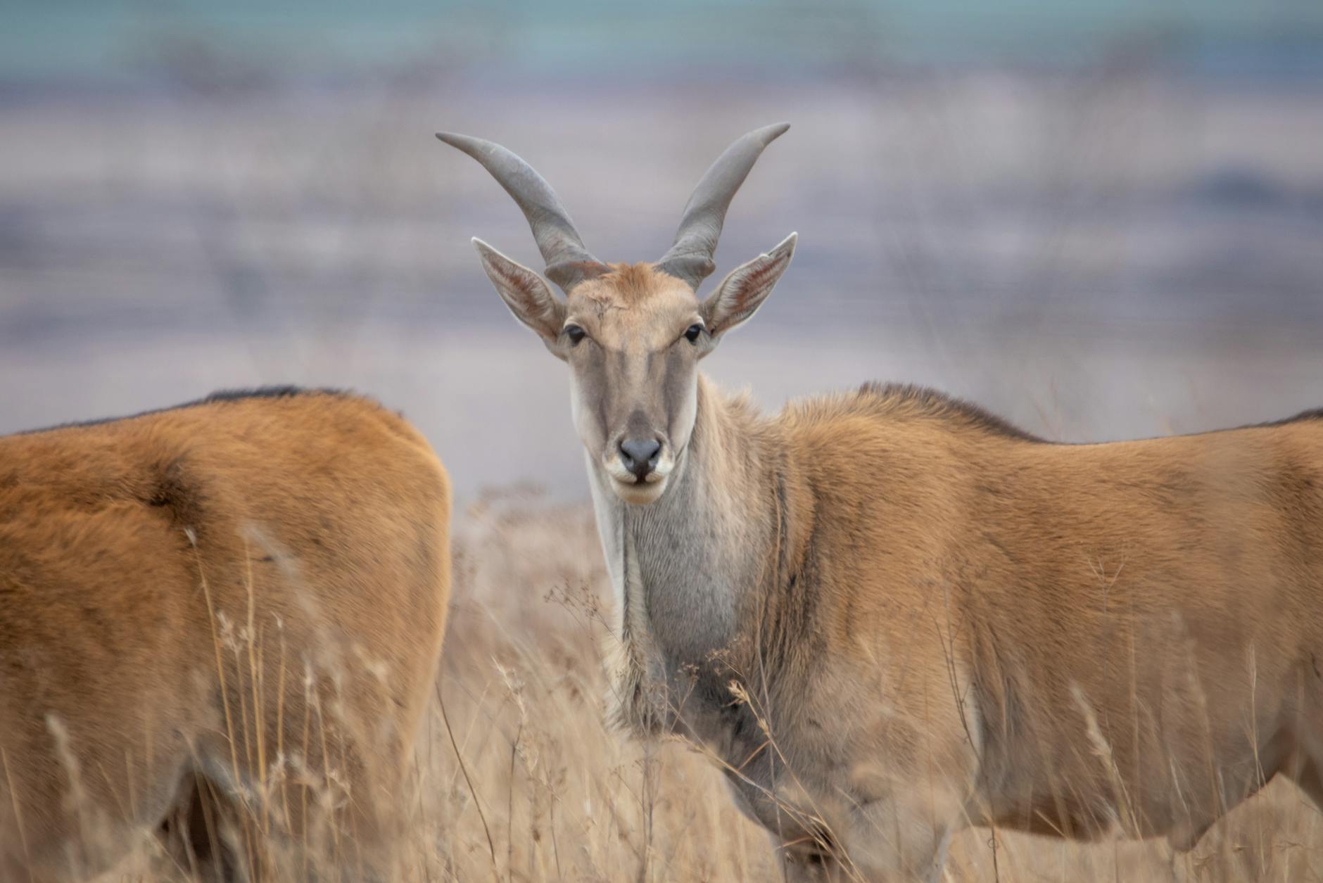Mandria di antilopi saiga che attraversa la steppa