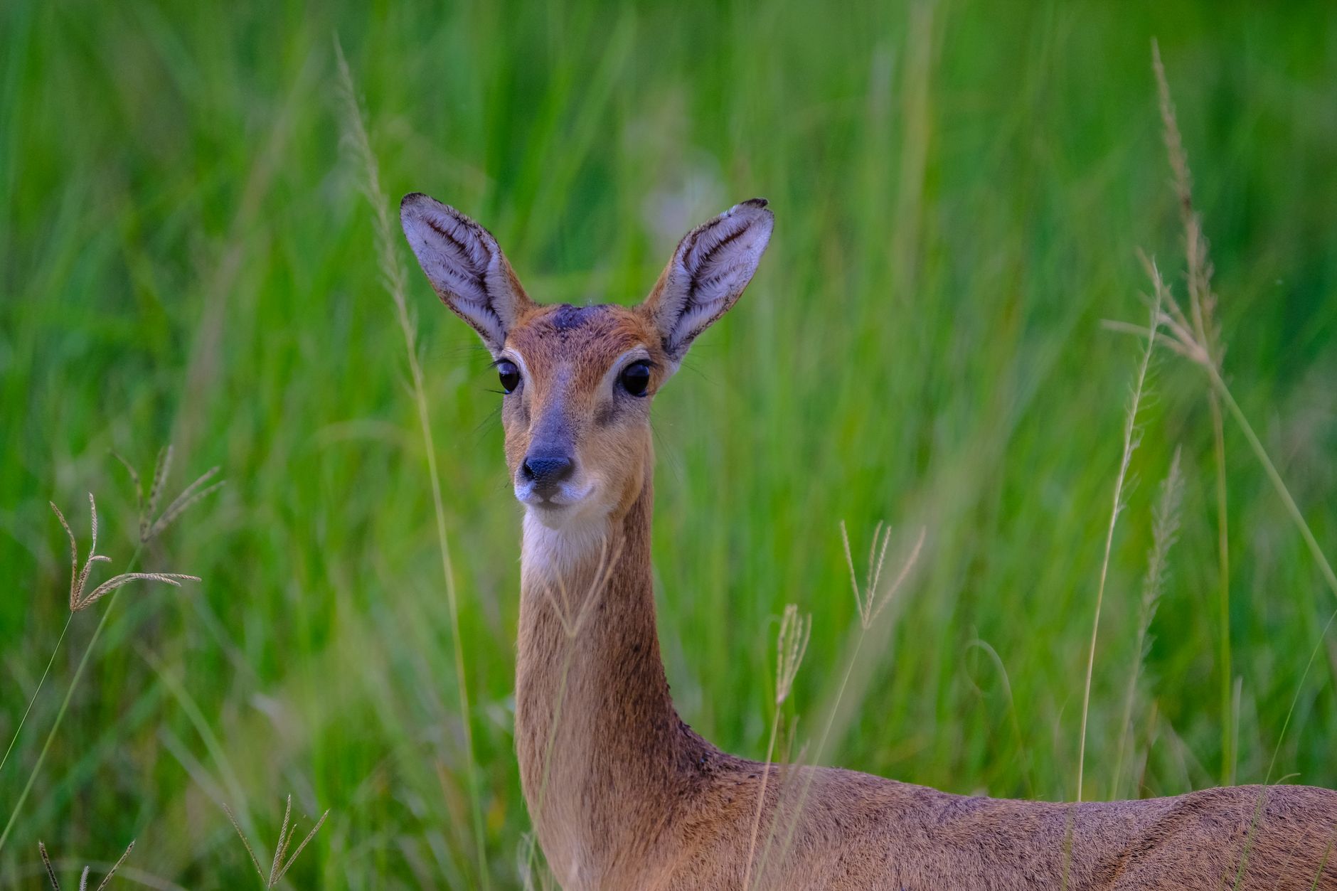 Paesaggio di steppa, habitat naturale della saiga