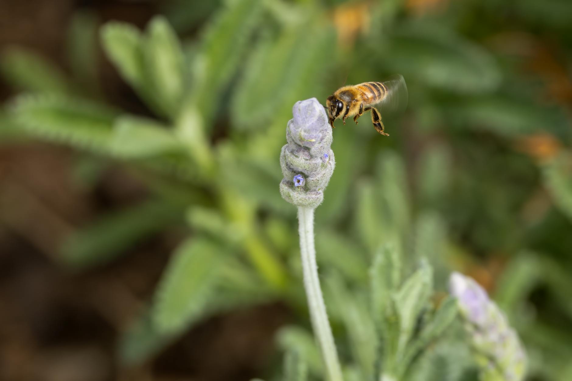 Ape impollinatrice posata su un fiore di lavanda