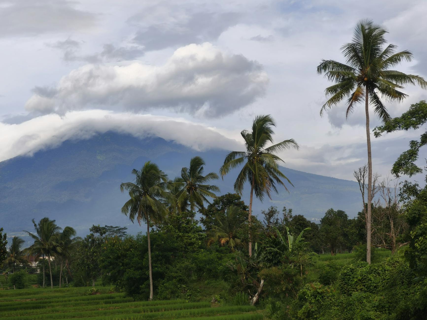 Foresta tropicale indonesiana con risaie e vulcano