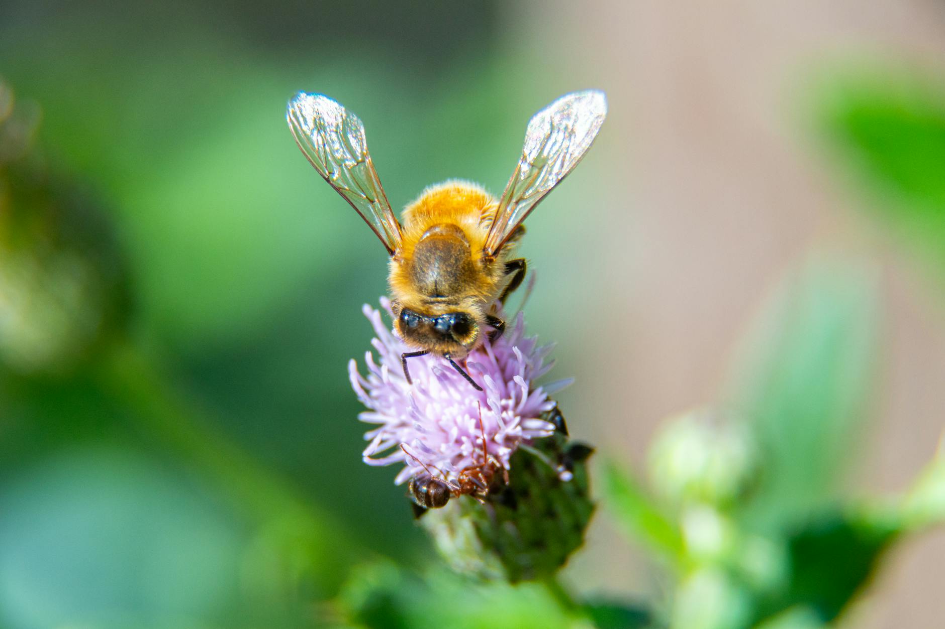 Ape su fiore viola fotografata in primo piano