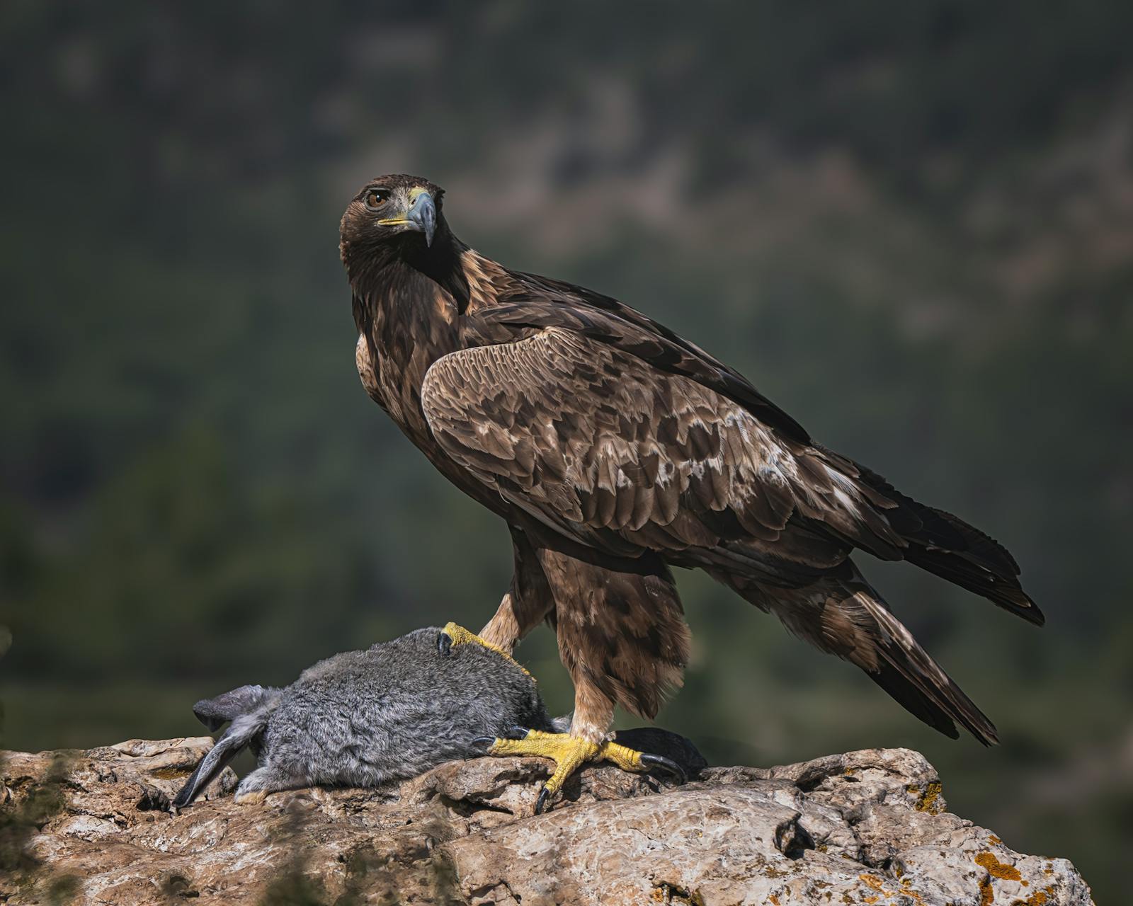 Aquila reale appollaiata su una parete rocciosa con una preda tra gli artigli