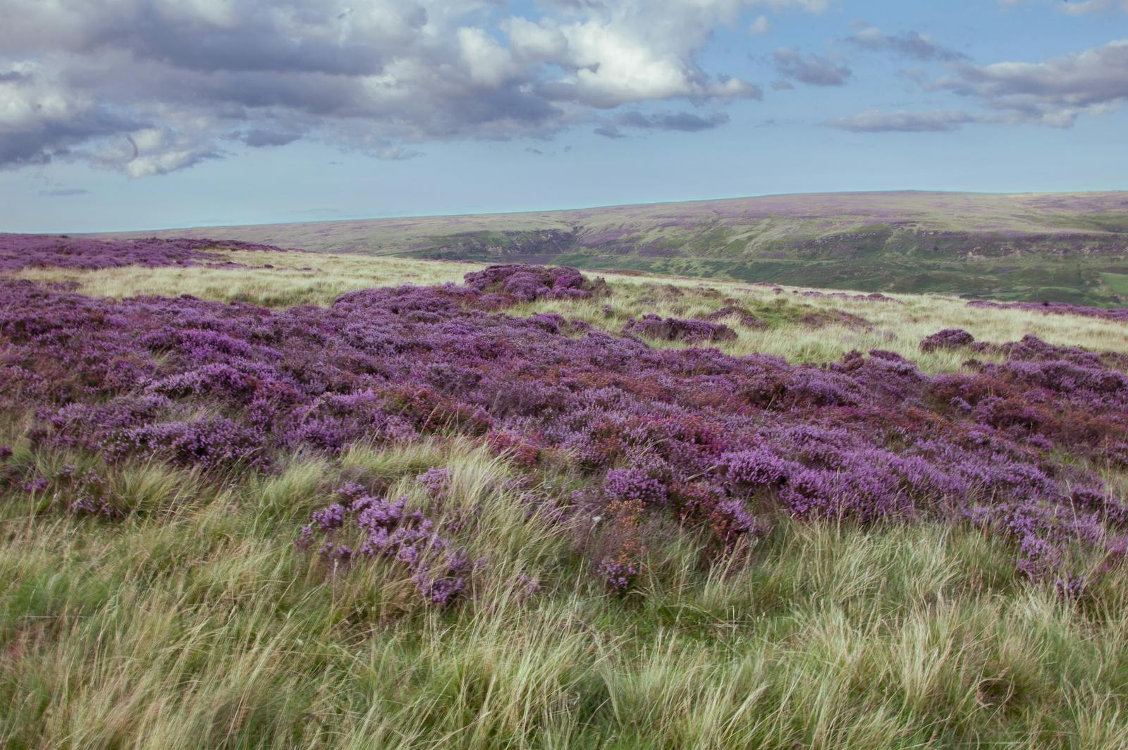 Distese di erica e brughiera nella campagna del nord dell'Inghilterra