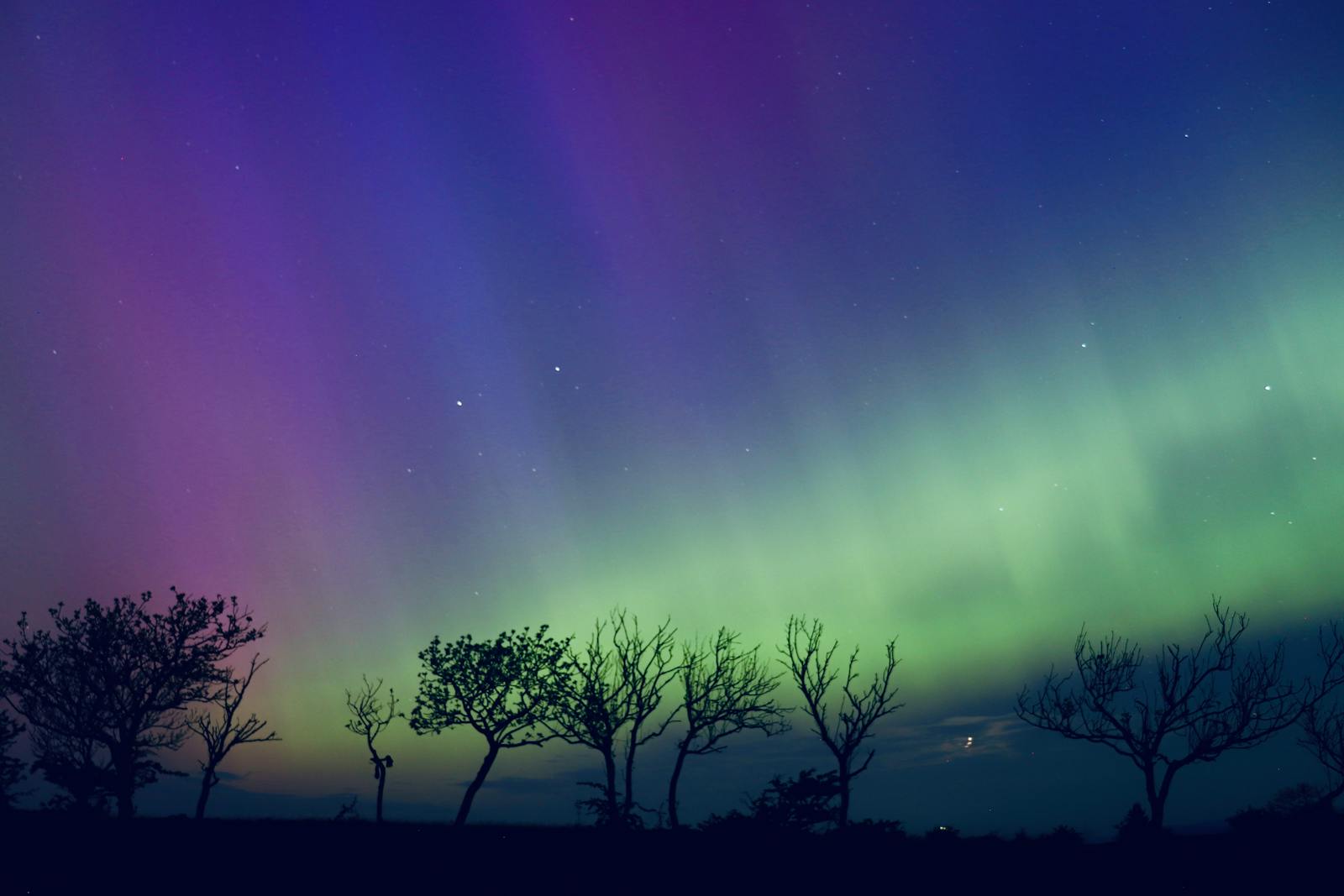 Cielo notturno con aurora boreale sopra alberi silhouette