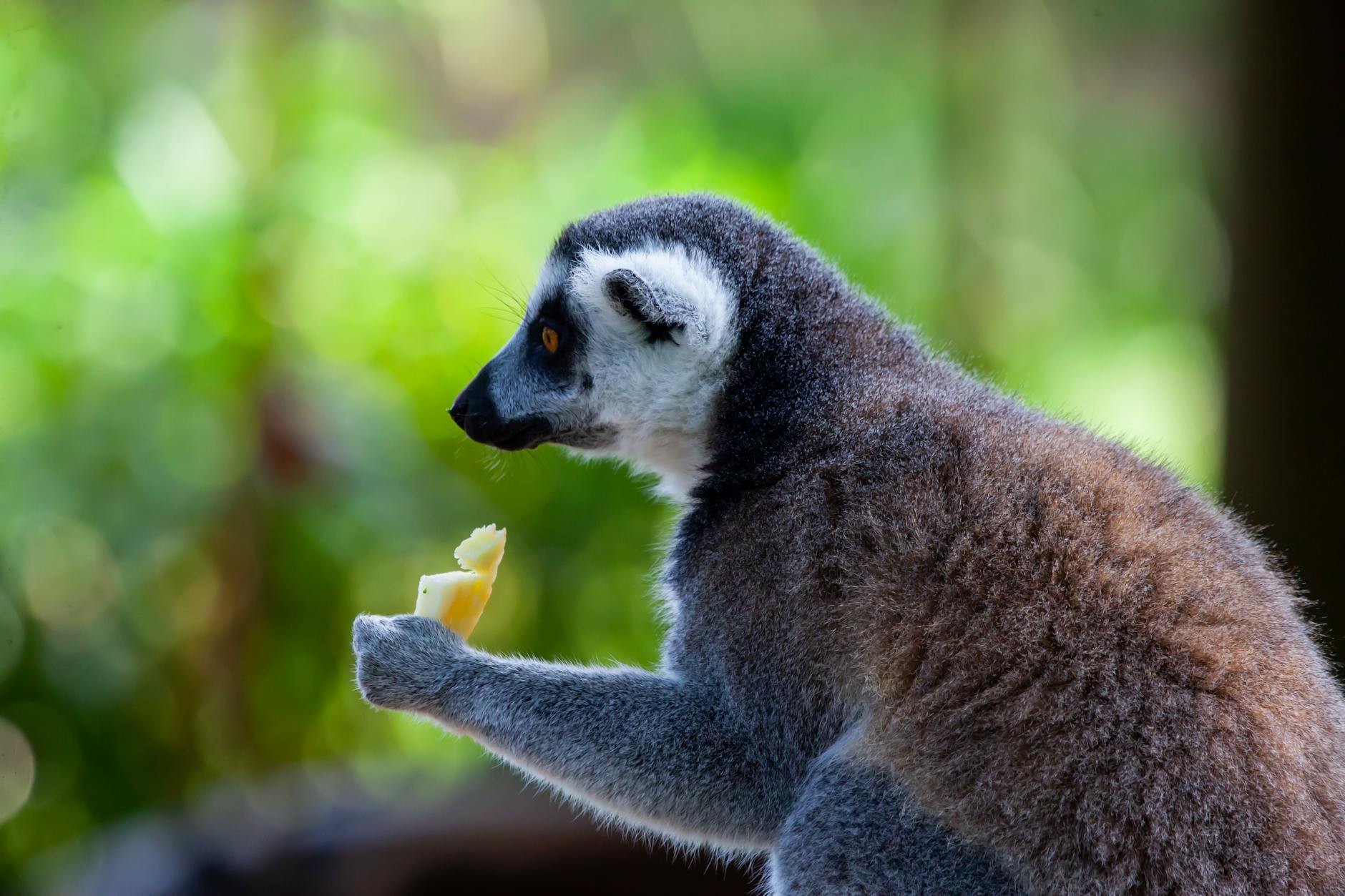 Aye-aye sull'albero foresta tropicale Madagascar