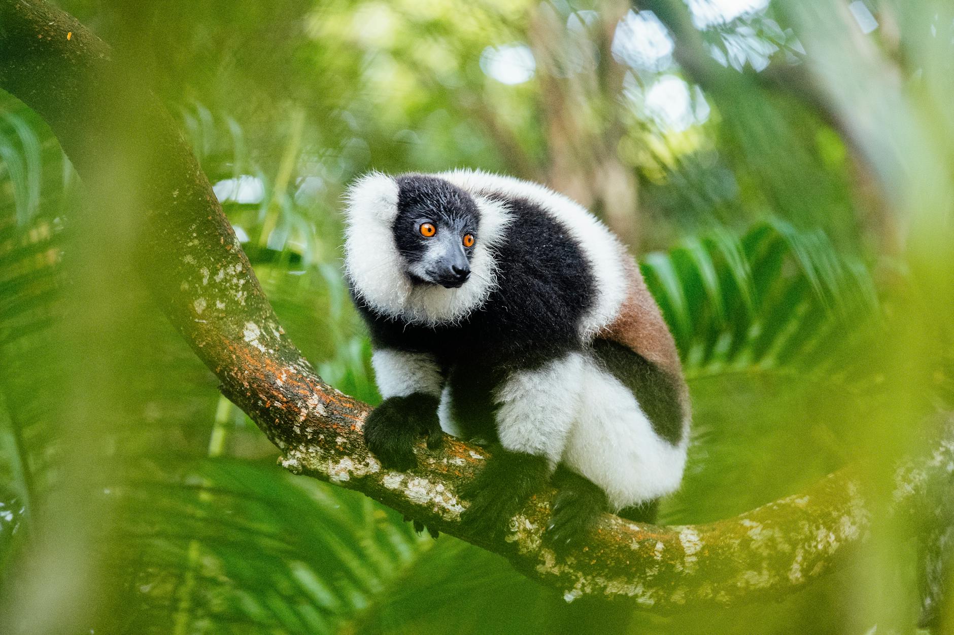 Lemure del Madagascar primate strepsirrino