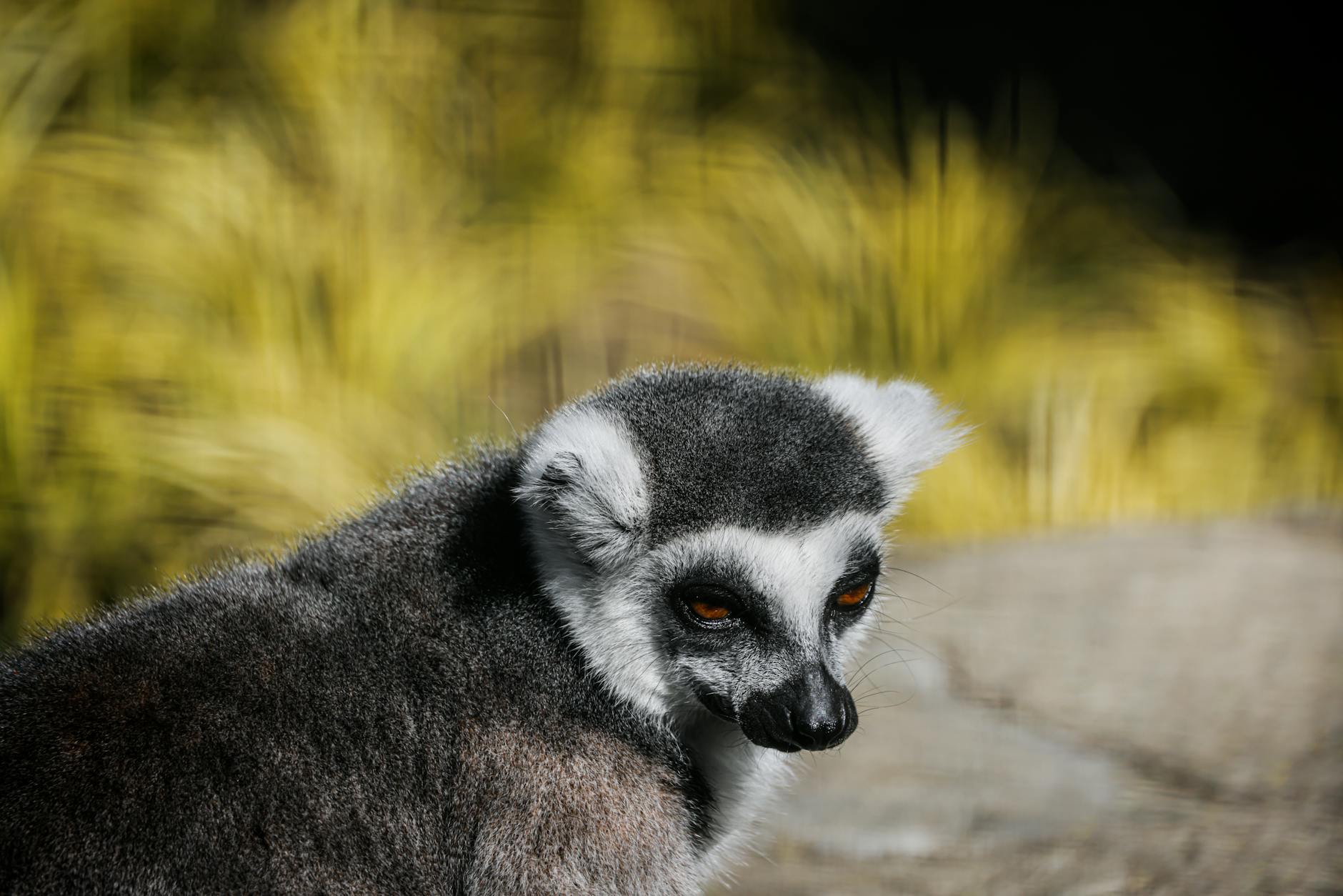 Lemure dalla coda ad anelli foresta Madagascar