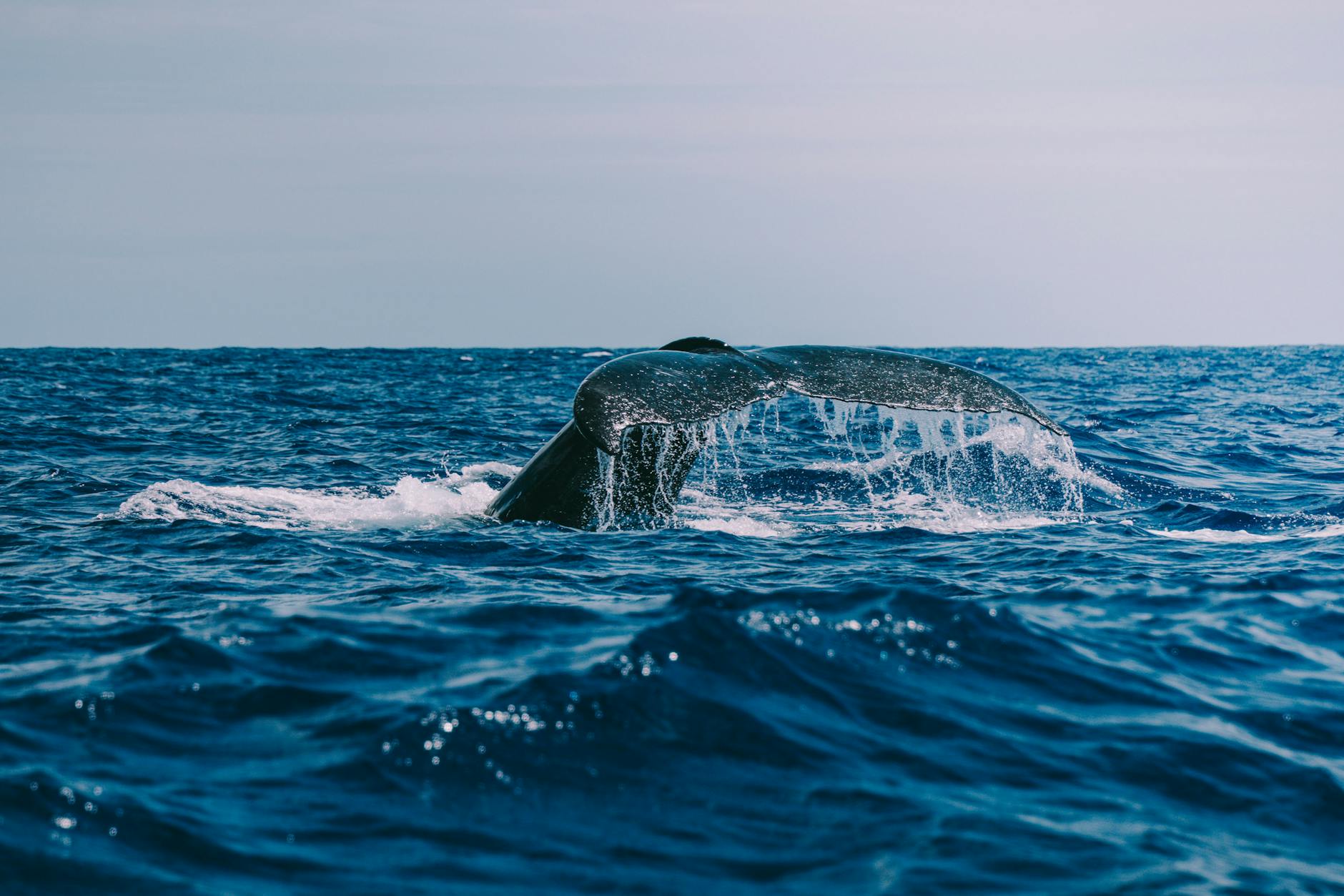 Immagine gratuita di acqua, acqua azzurra, acquatico