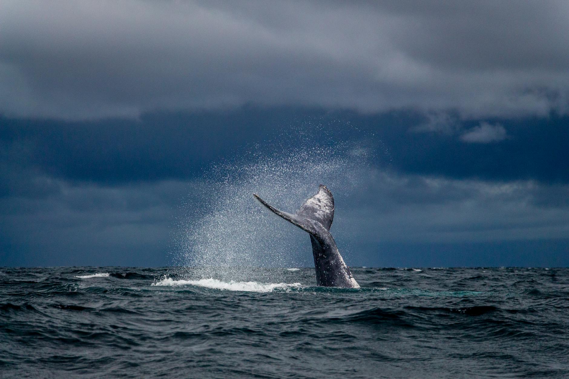 Ballena Jorobada