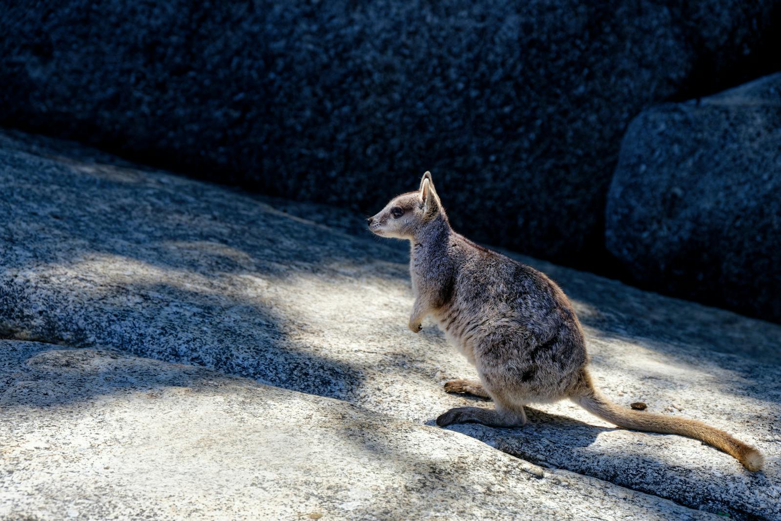 Piccolo marsupiale australiano nella natura