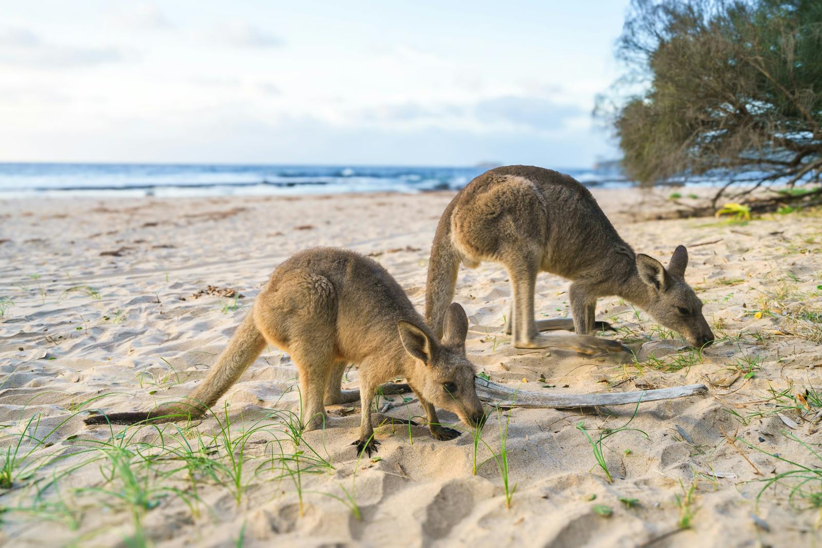 Bandicoot fasciato in habitat naturale