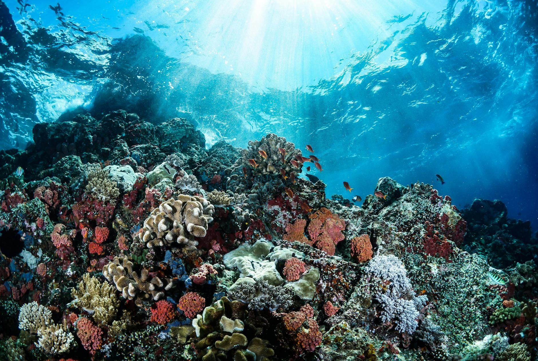 Barriera corallina del Pacifico 2