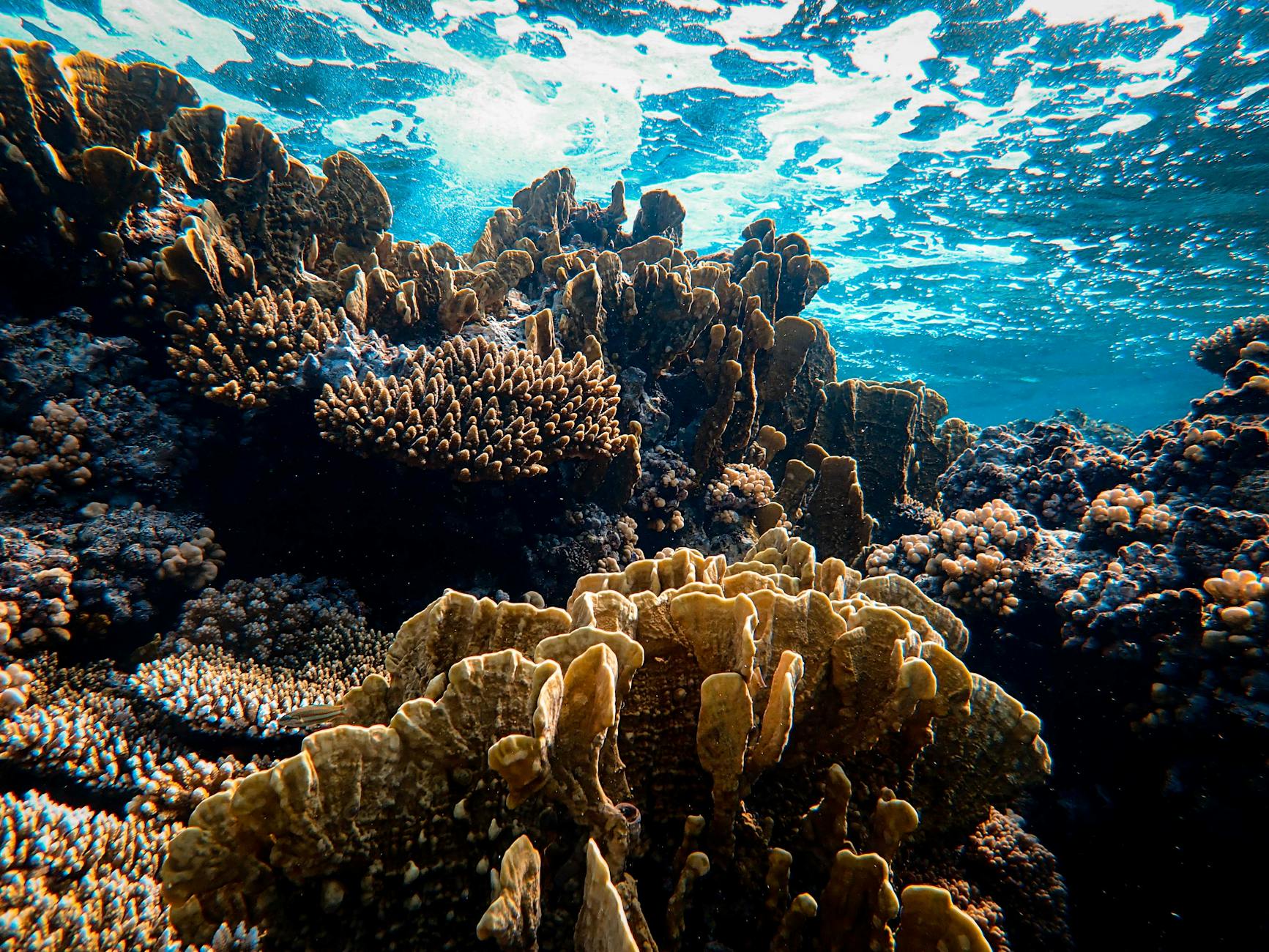 Barriera corallina del Pacifico 3