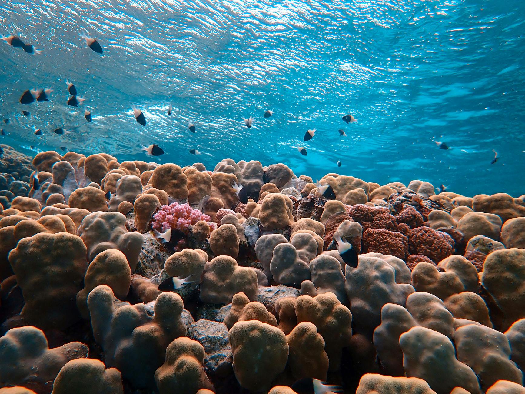 Barriera corallina del Pacifico 4