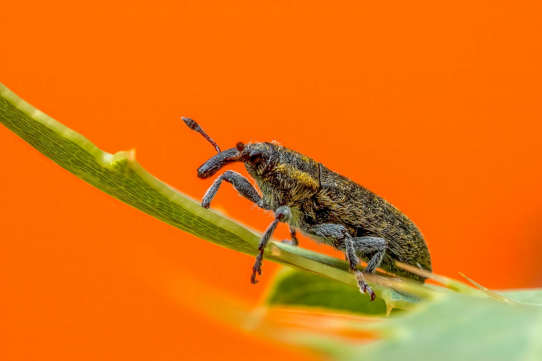 Coleottero su una foglia nel suo ambiente naturale