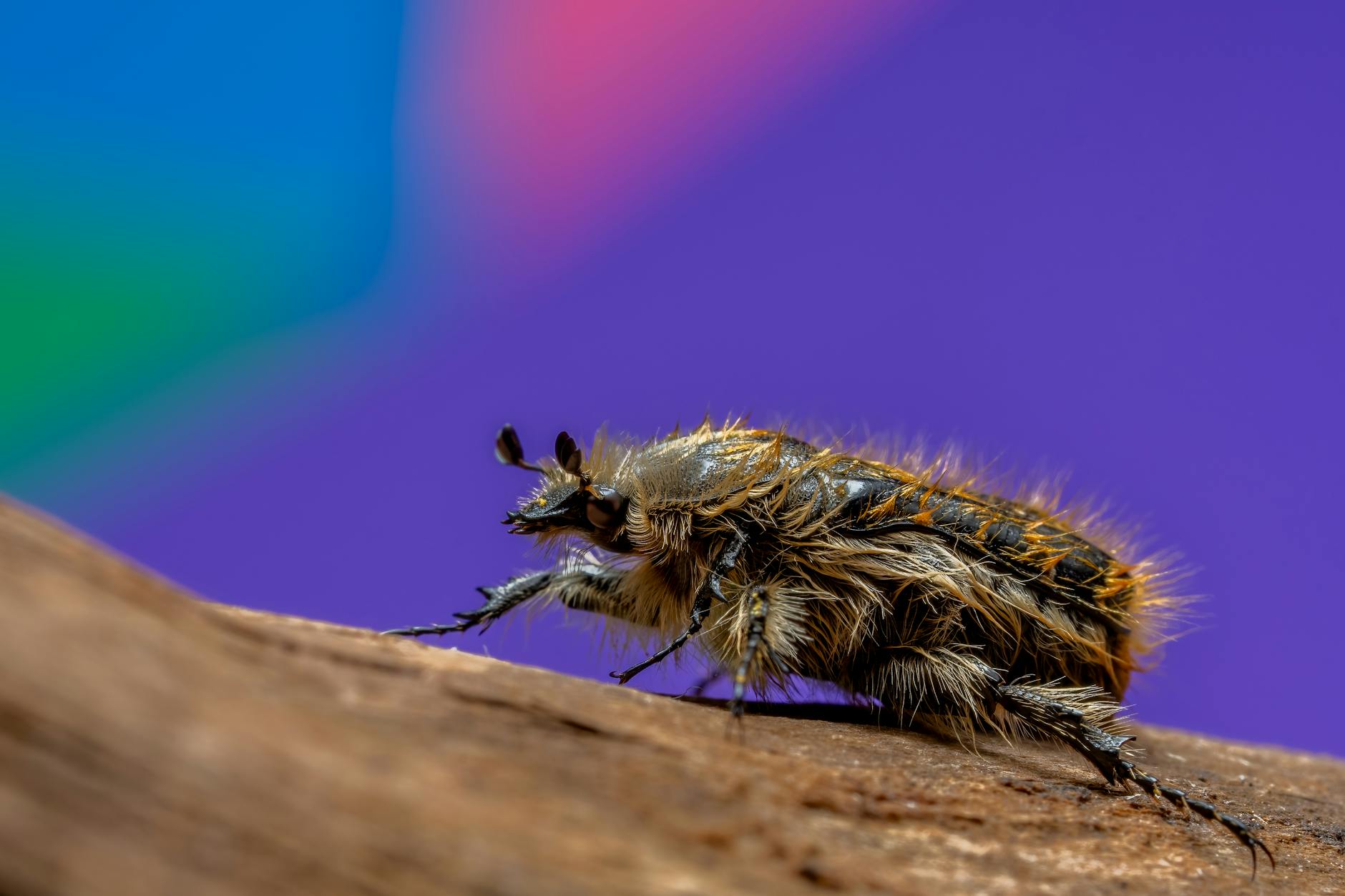 Insetto coleottero ripreso in macro tra la vegetazione