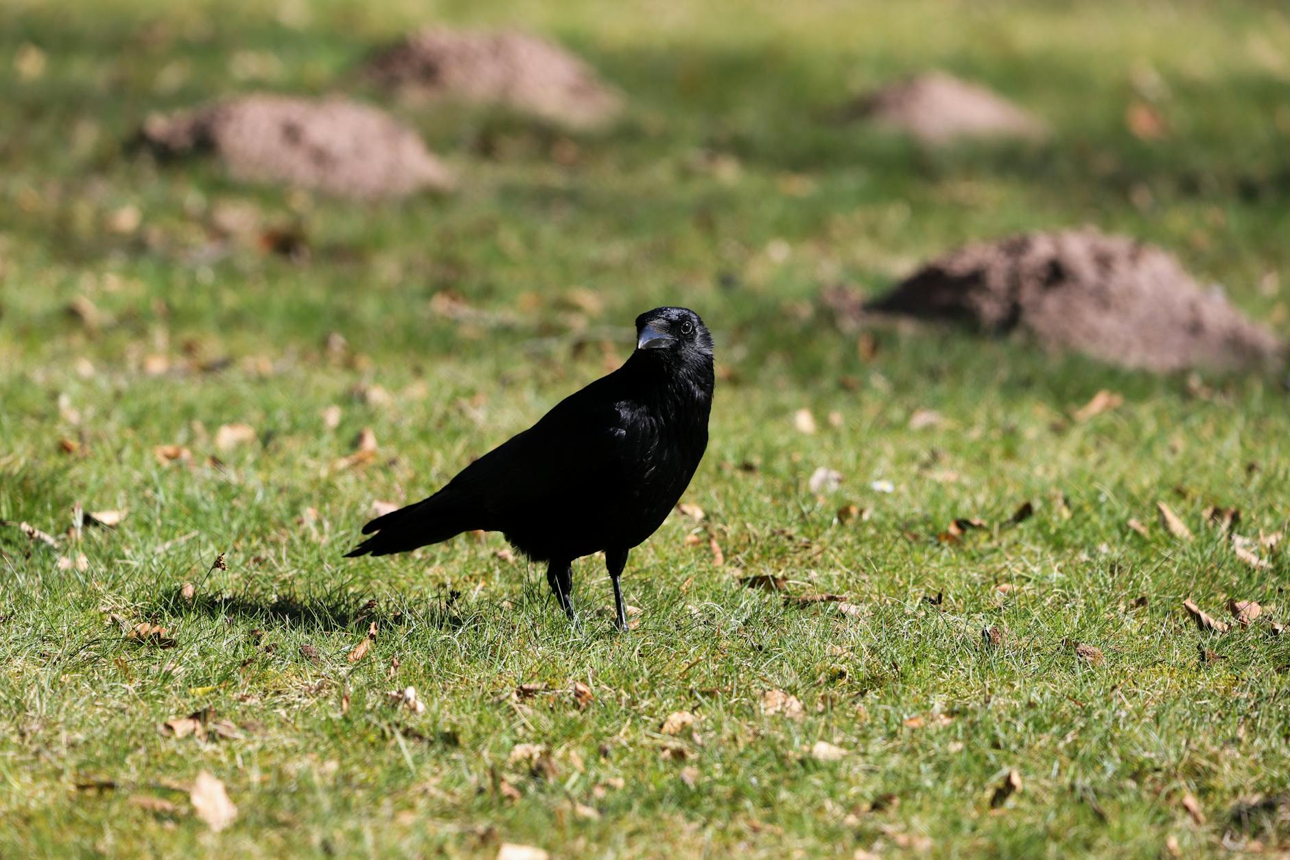 Un corvo imperiale appollaiato su un ramo