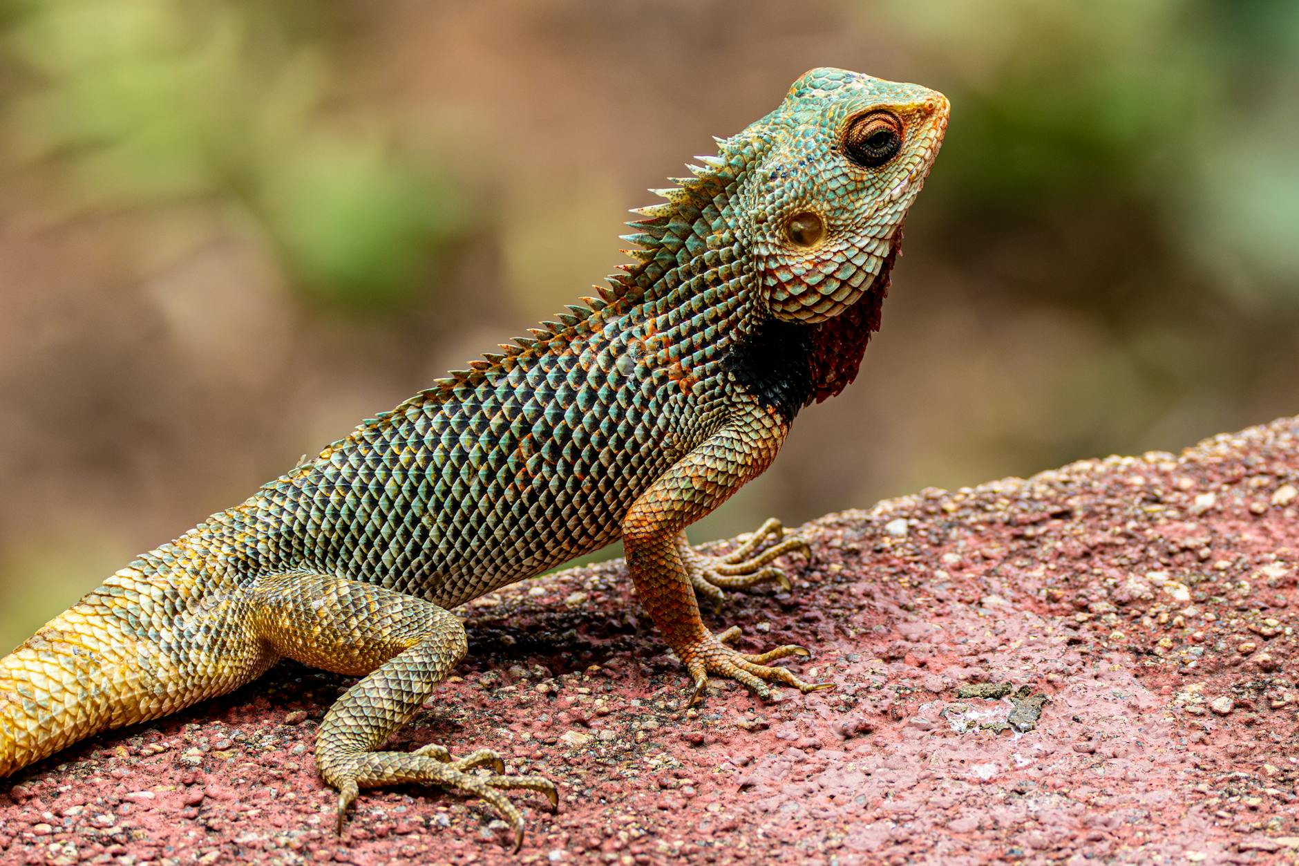 Diavolo spinoso australiano su sabbia rossa del deserto