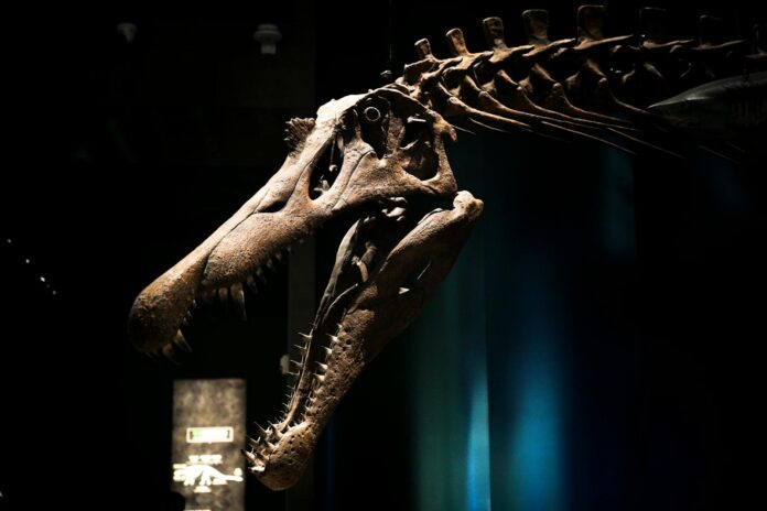 Scheletro di dinosauro esposto in un museo di storia naturale