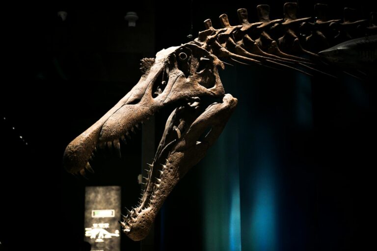 Scheletro di dinosauro esposto in un museo di storia naturale