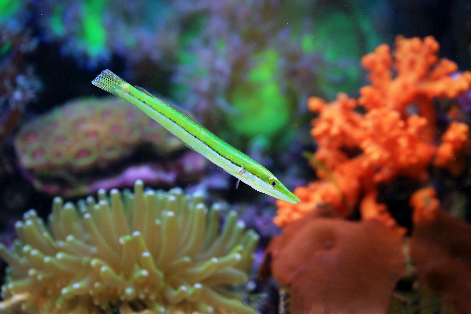Pesce ago verde che nuota tra coralli, parente del drago di mare frondoso