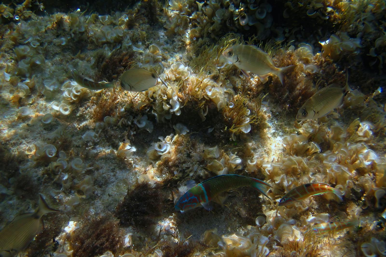 Ambiente subacqueo con alghe e vita marina simile alle praterie del drago frondoso
