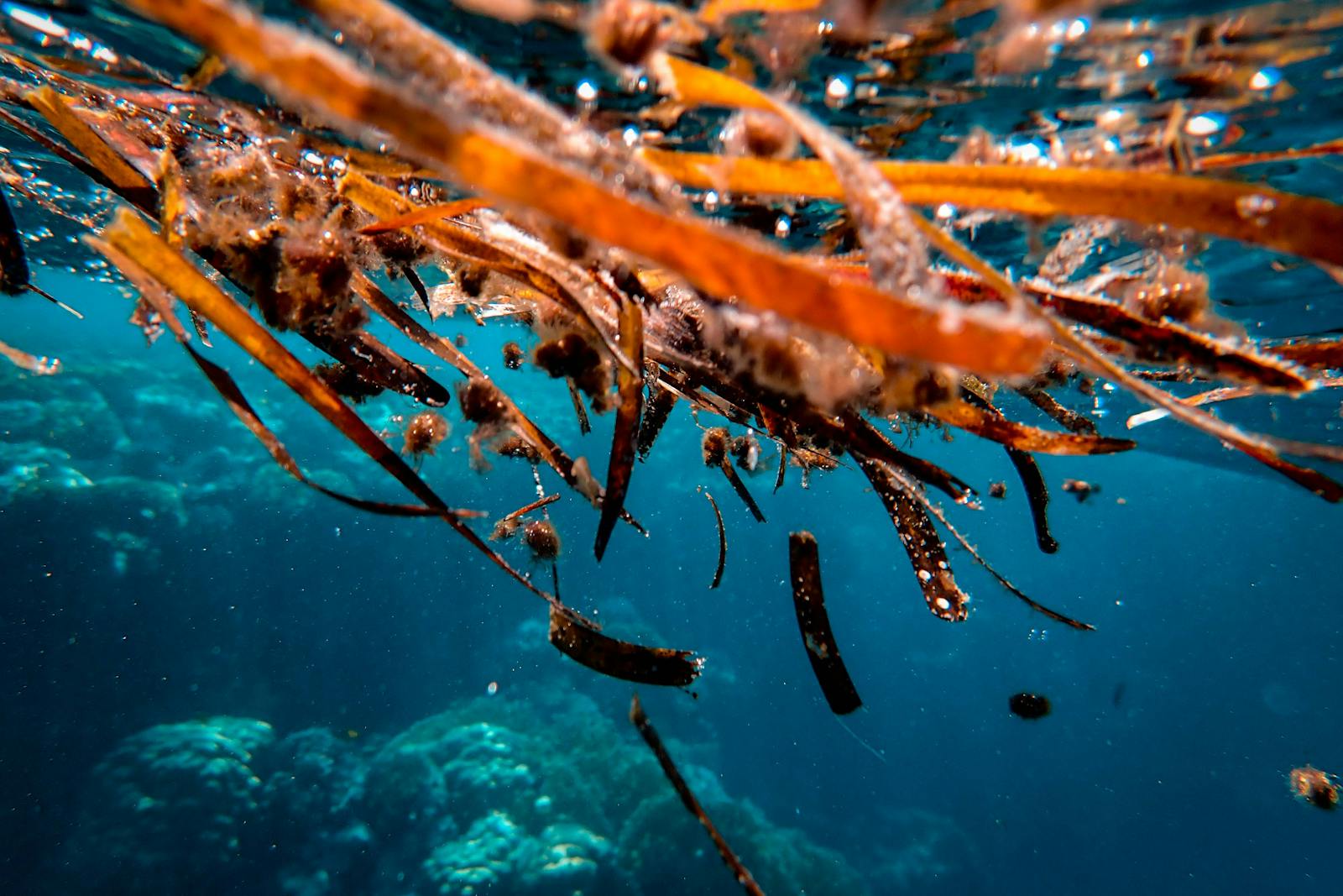 Foto ravvicinata di alghe brune, habitat tipico del drago di mare frondoso