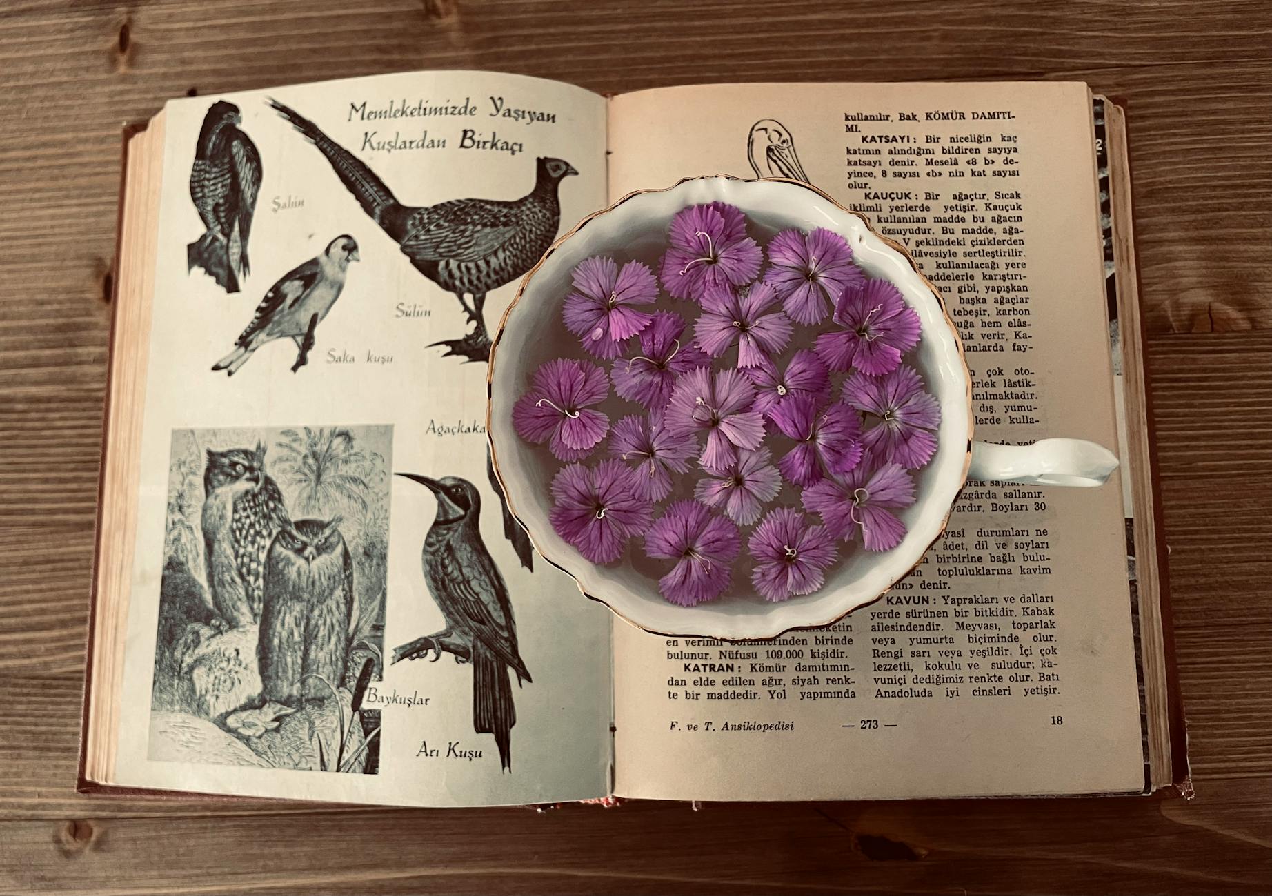 Pagine di un vecchio libro illustrato
