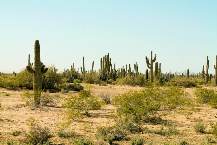 Deserto del Sonora con cactus alti sotto cielo limpido