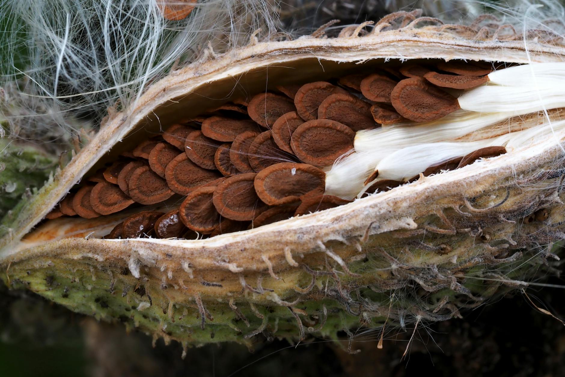 Capsula di seme aperta con semi e fibre