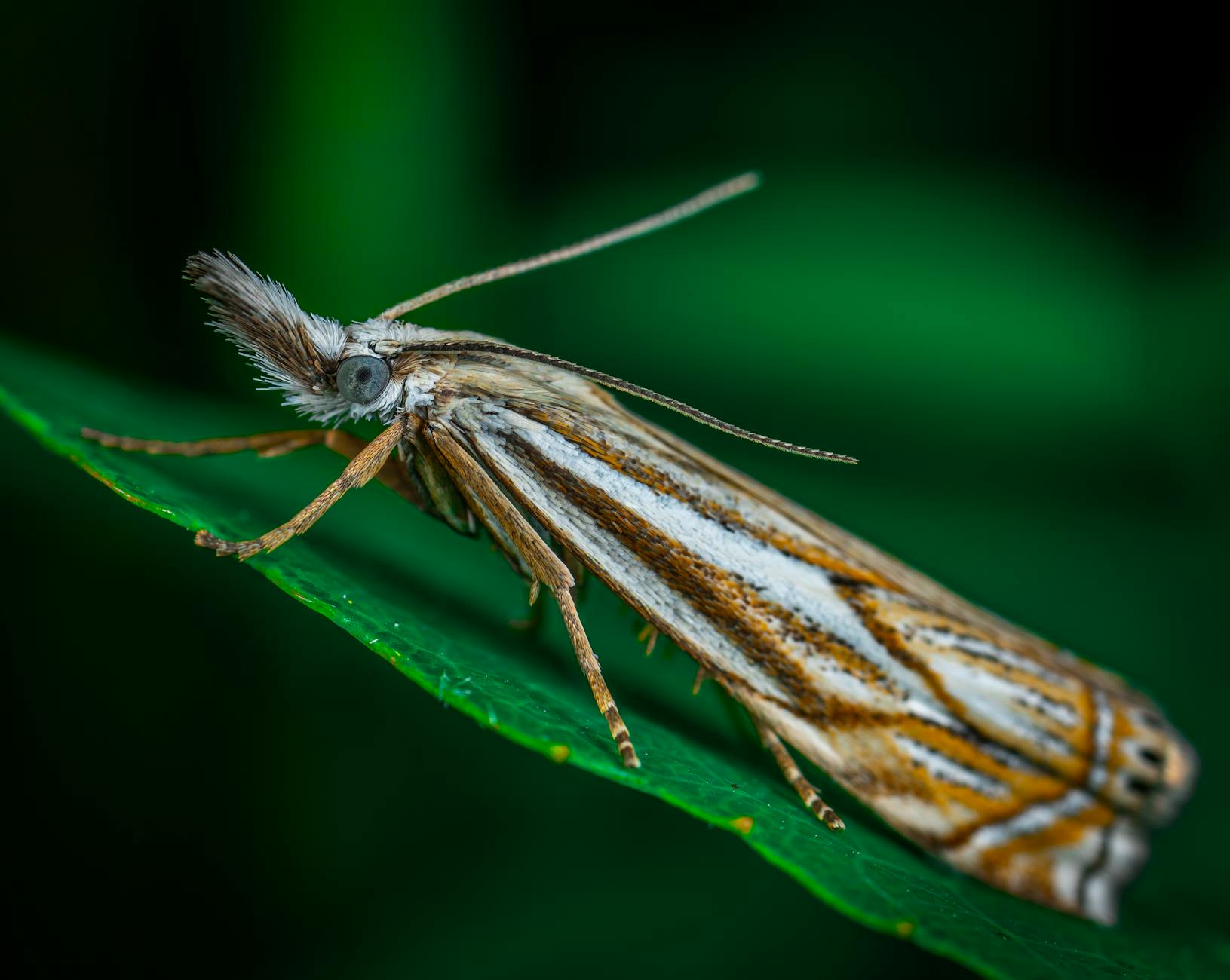 Falena posata su una foglia
