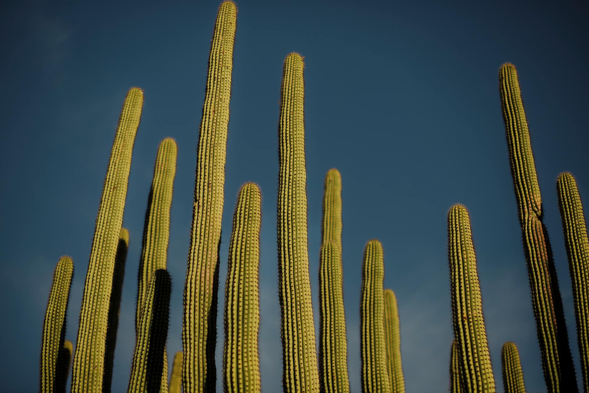 Cactus in Sinaloa Messico nelle zone aride della Sebastiania