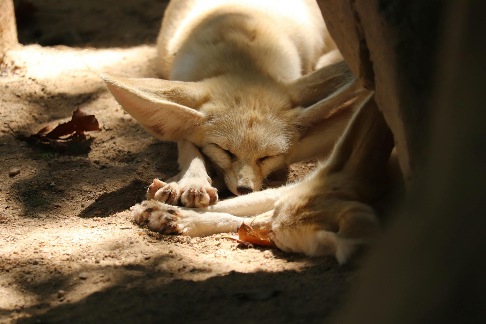 Fennec adulto nel deserto del Sahara con grandi orecchie