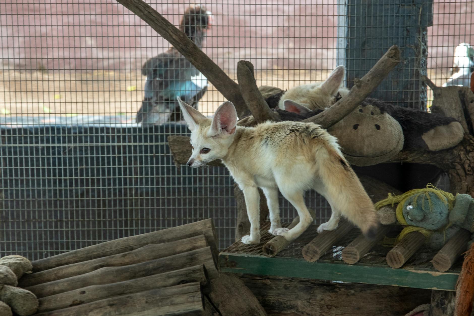 Volpe del deserto fennec sulla sabbia