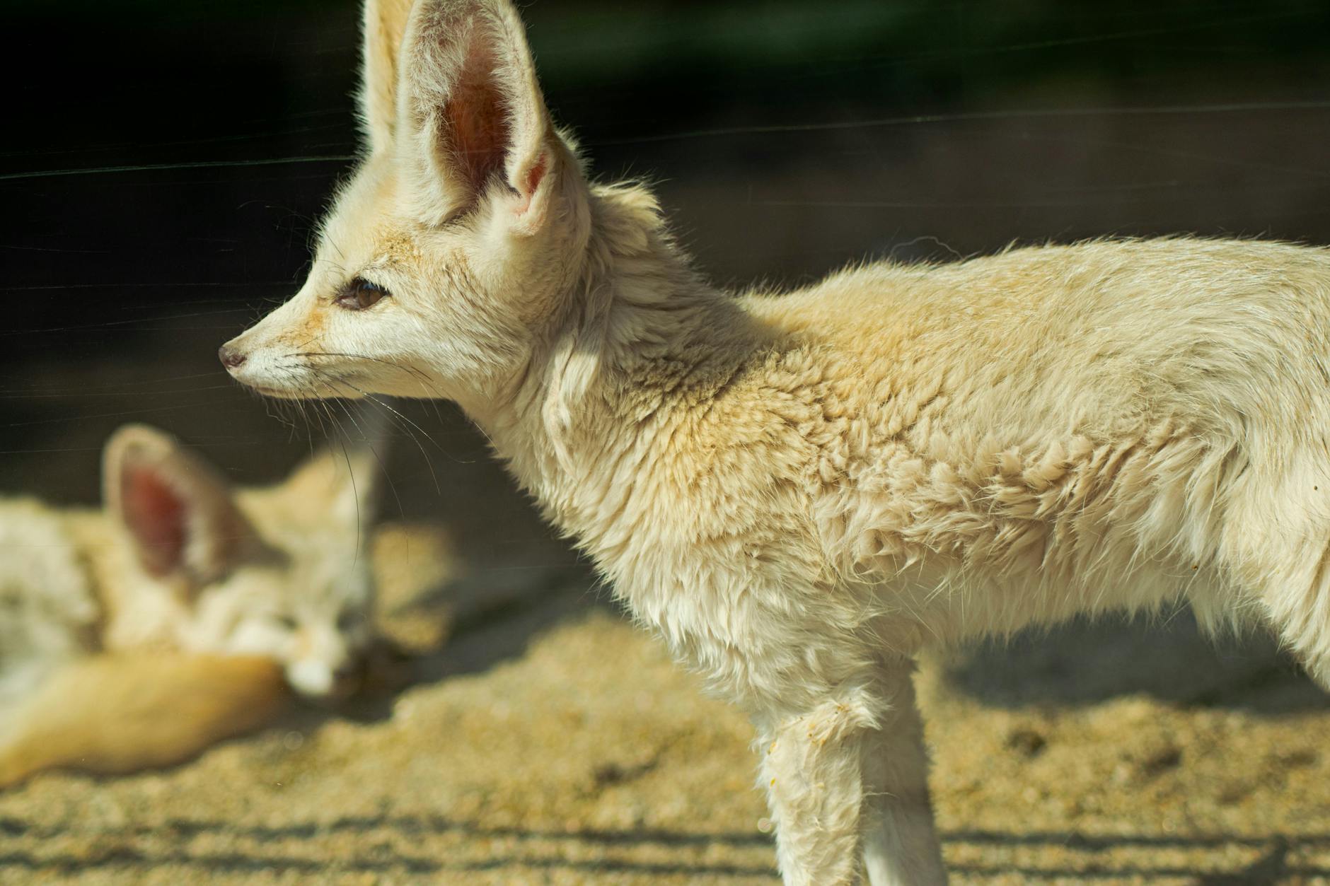 Fennec primo piano con occhi grandi