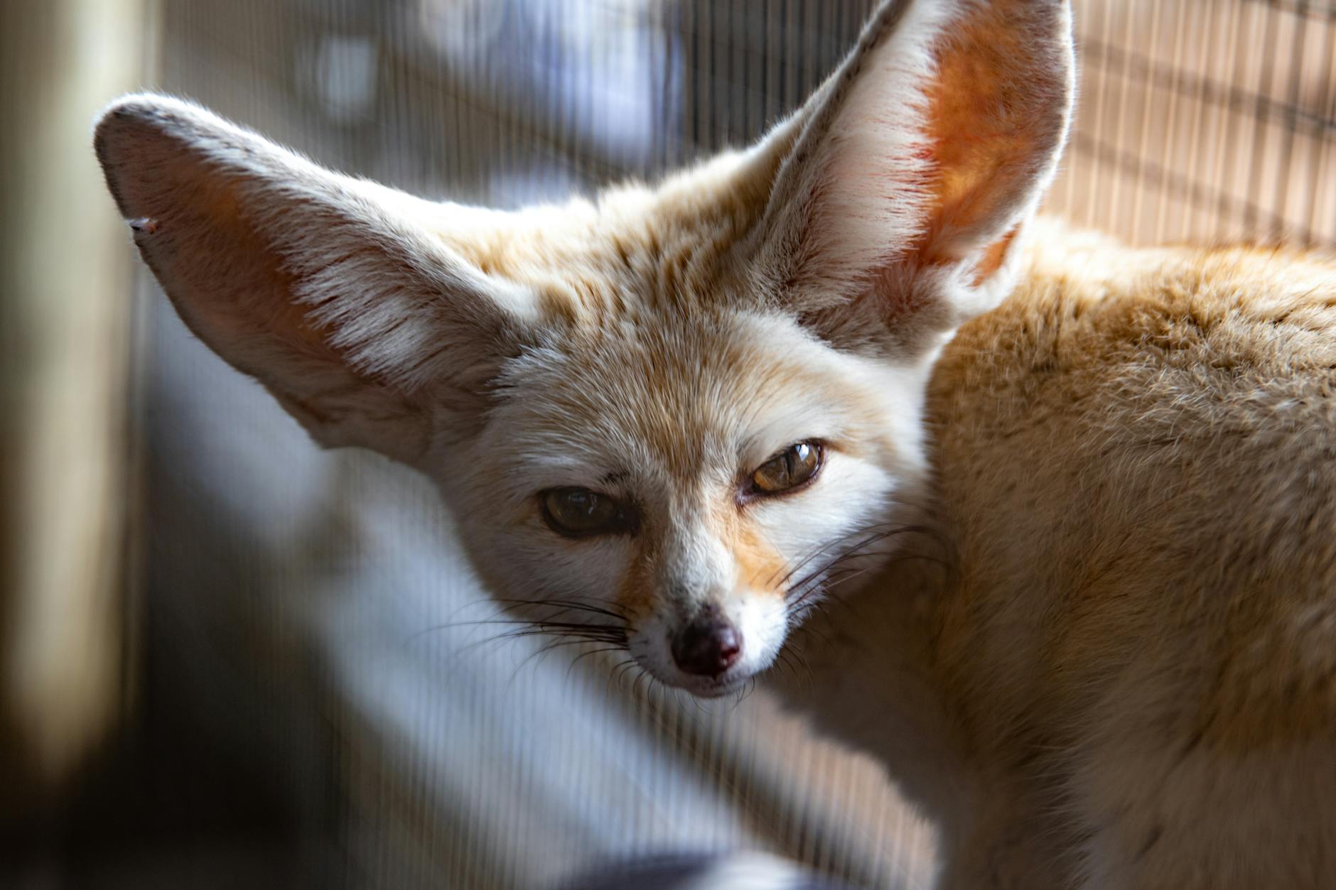 Vulpes zerda fennec tra le dune