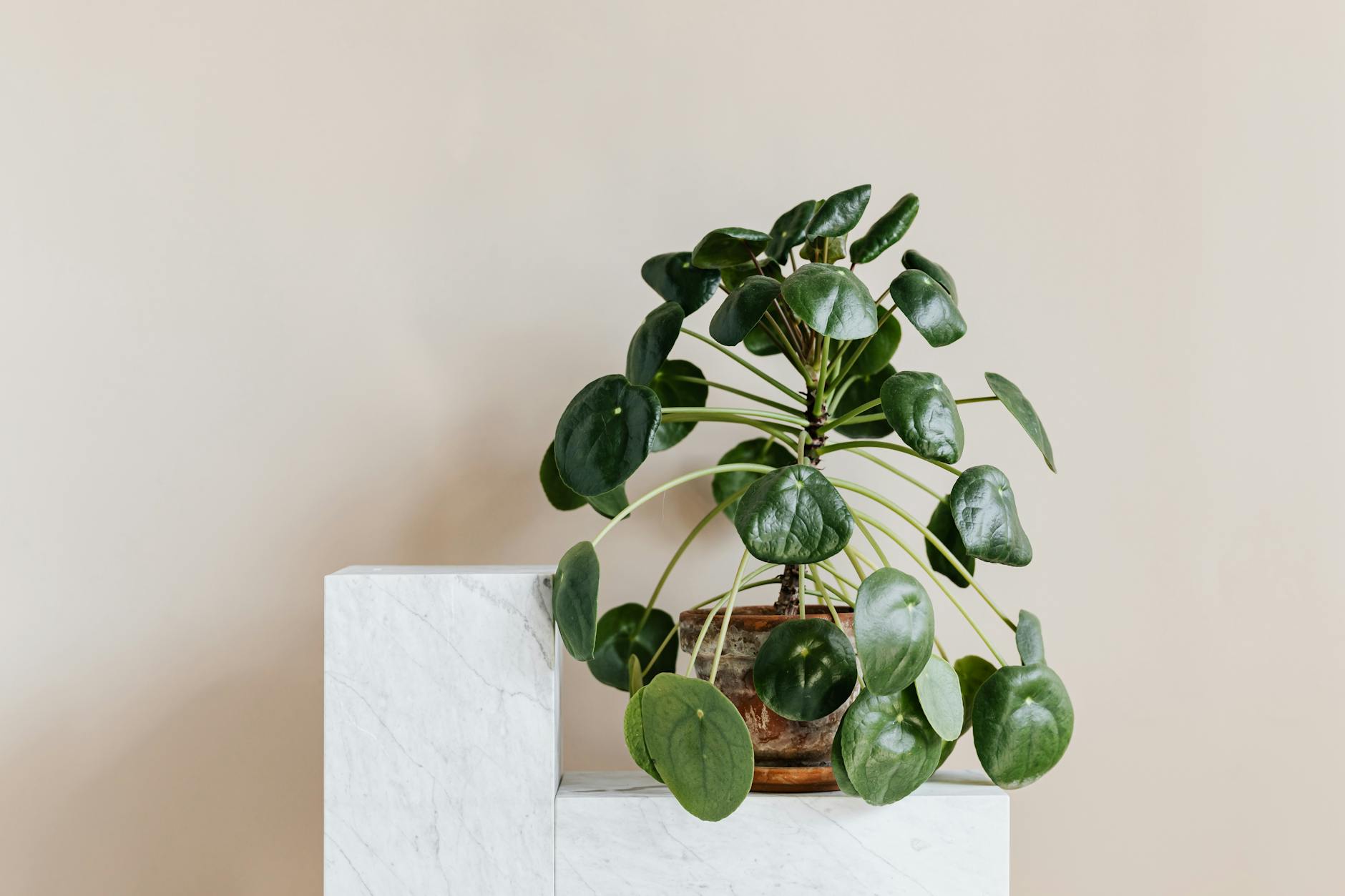 Pianta Pilea peperomioides con foglie rotonde