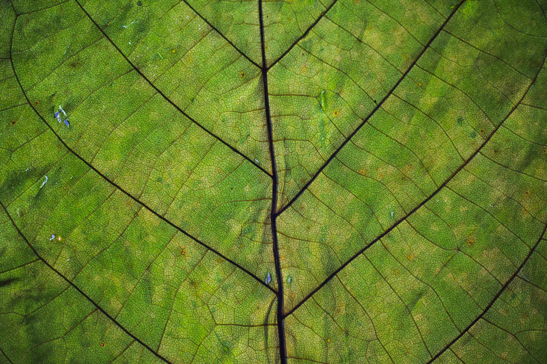 Macrofotografia di foglia con venature visibili