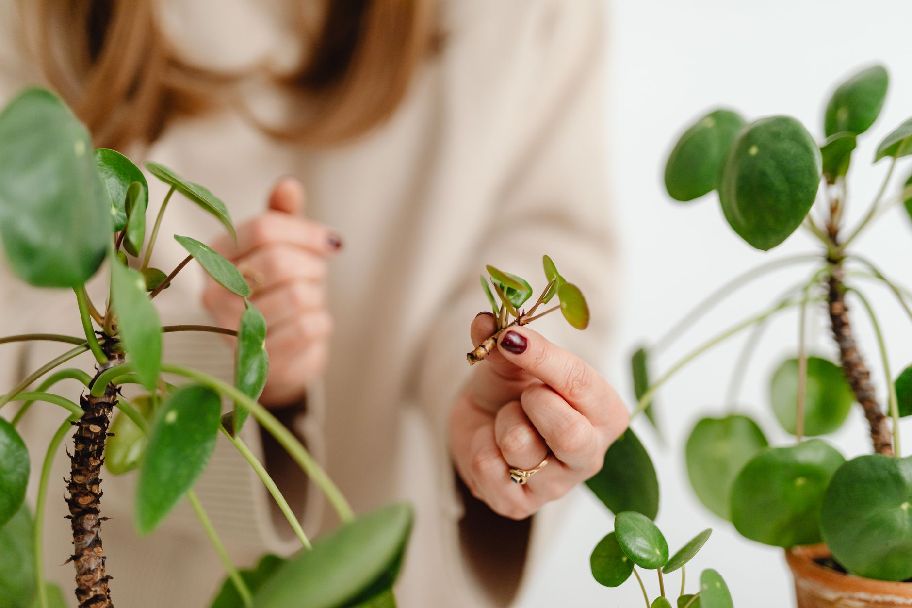 Foglie di Pilea peperomioides in vaso