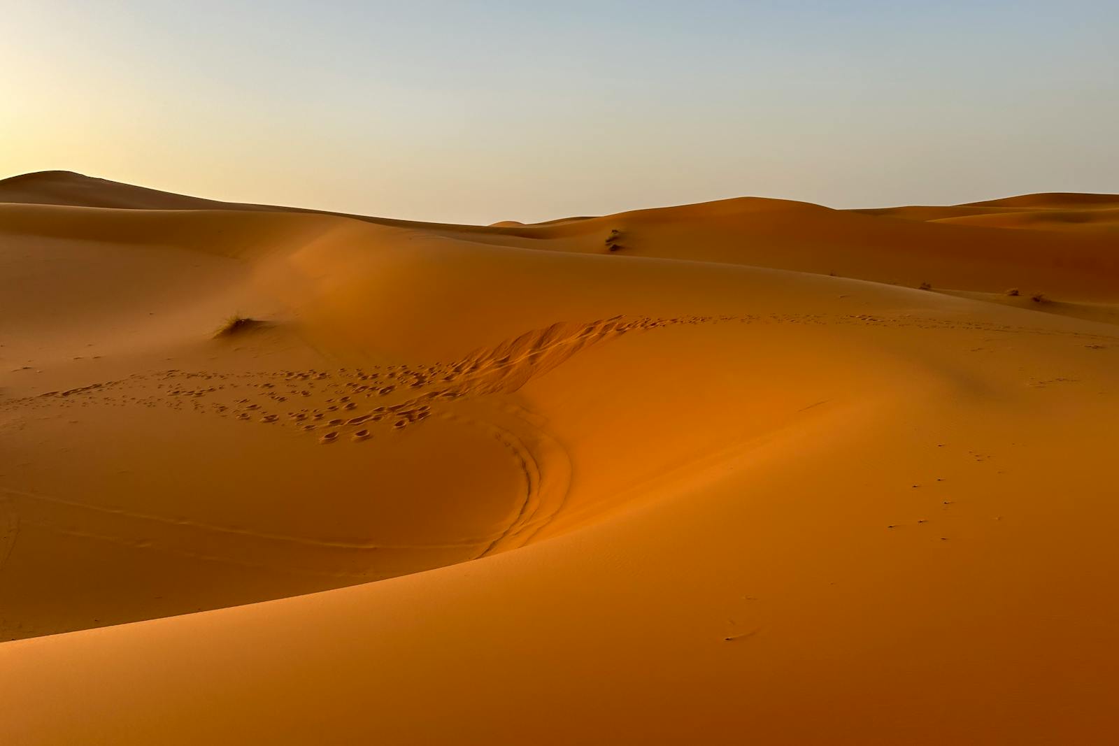 Dune del deserto del Sahara, habitat della Cataglyphis bombycina