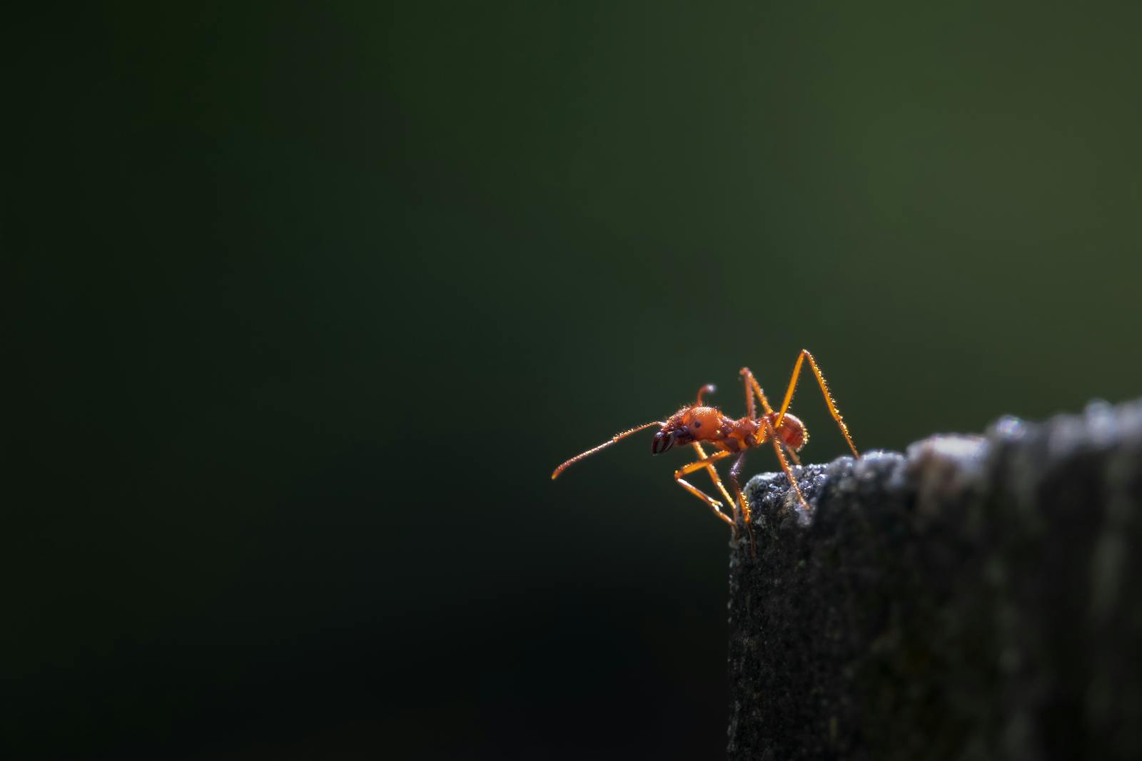 Macro di una formica in primo piano su superficie chiara