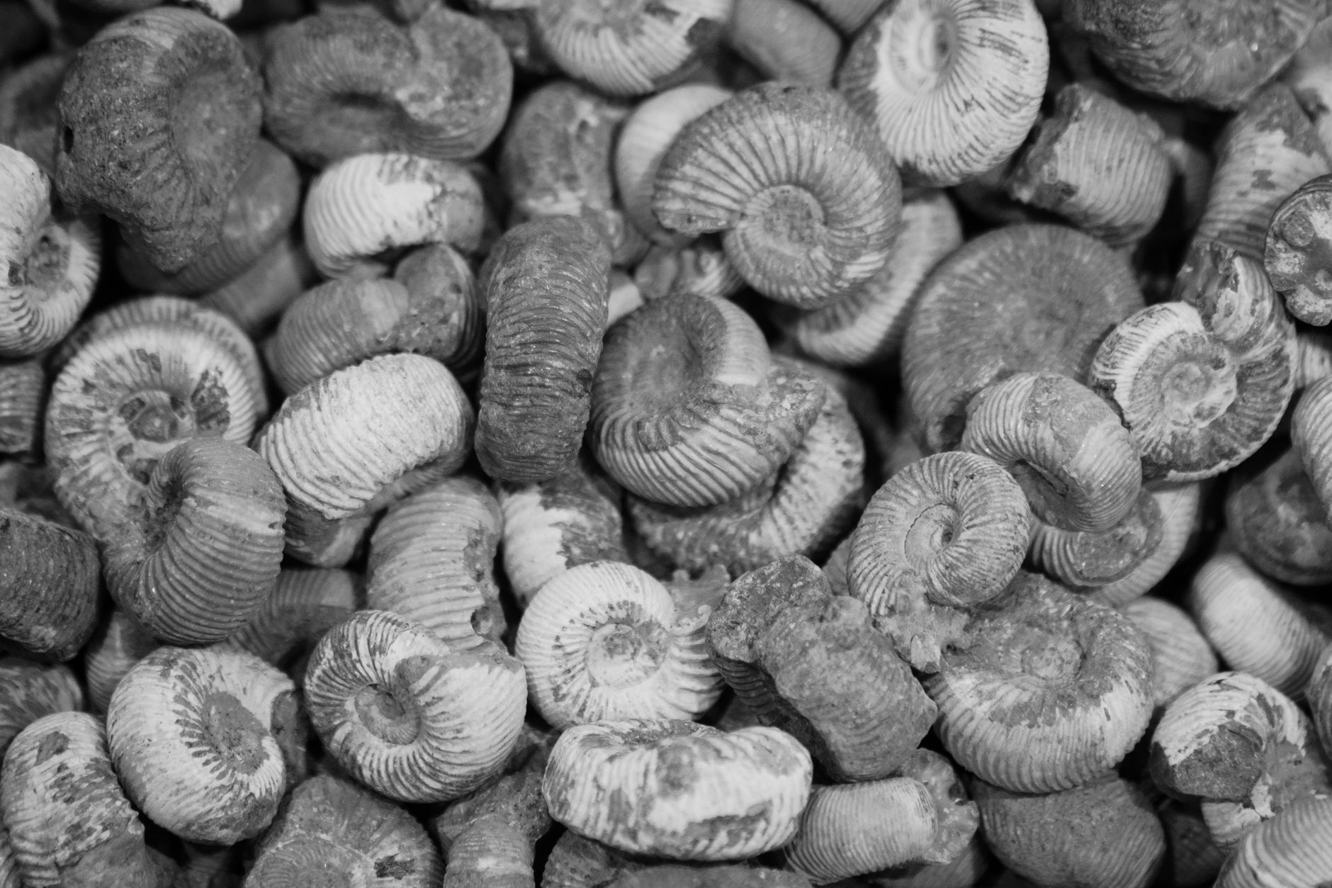 Fossile di organismo antico impresso nella roccia