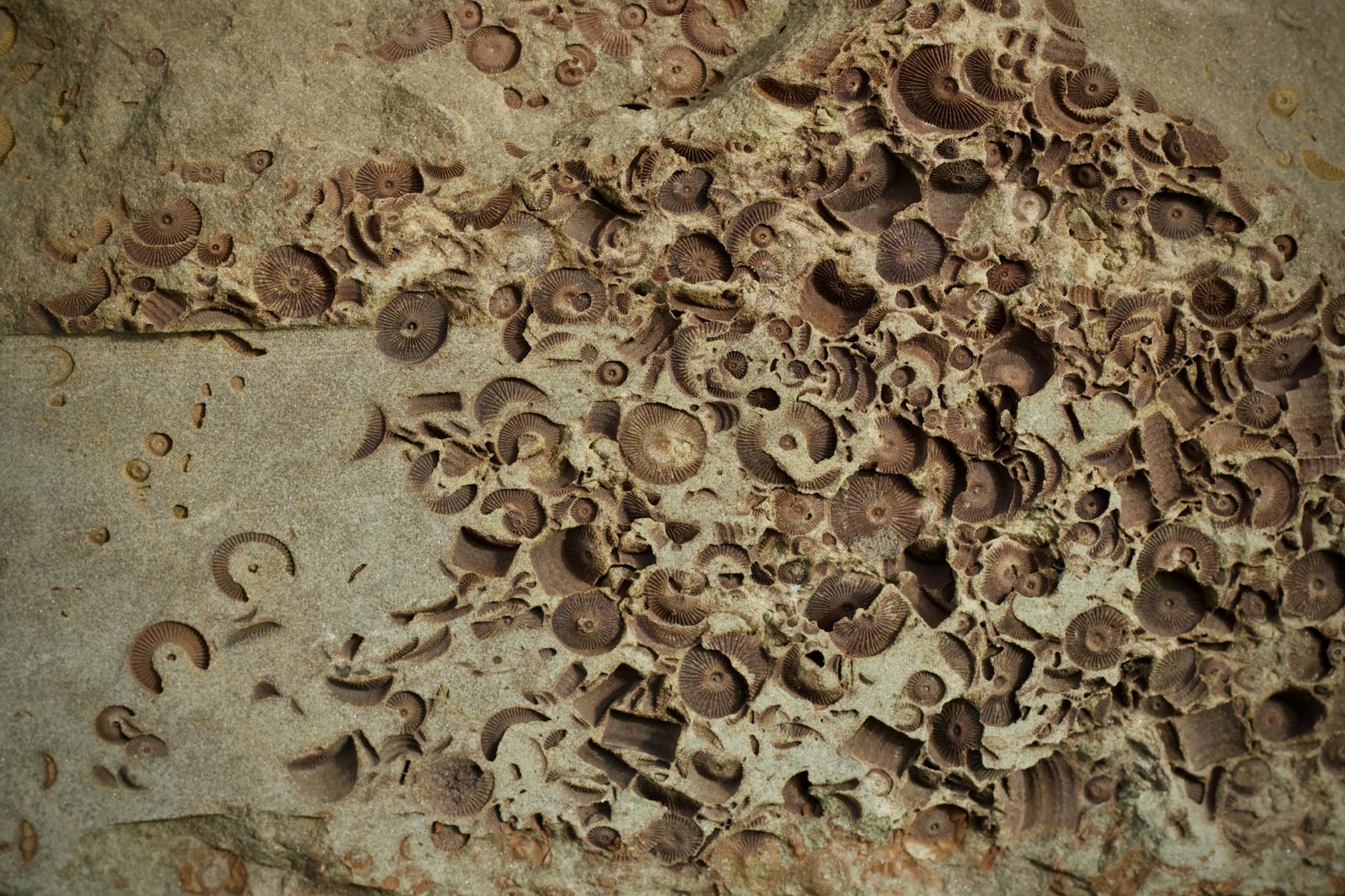 Paleontologo al lavoro su un affioramento