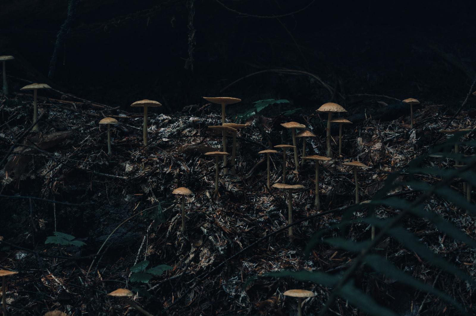 Cluster di funghi cresciuti sul suolo di un bosco