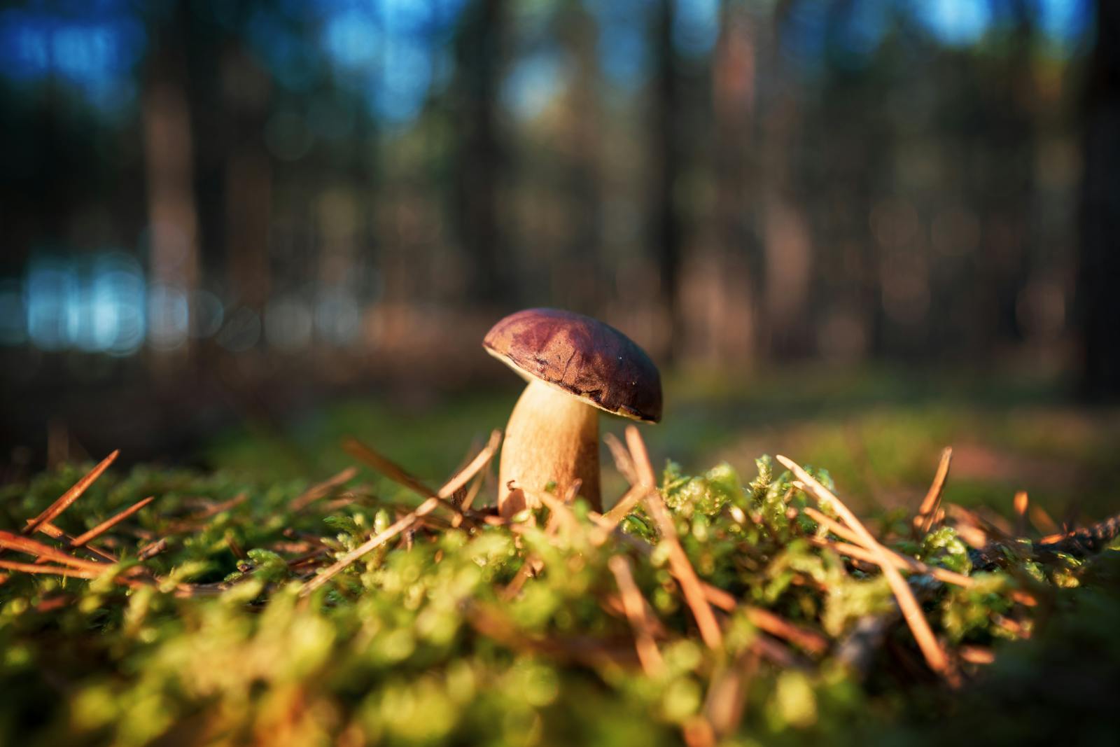 Fungo in una radura del bosco
