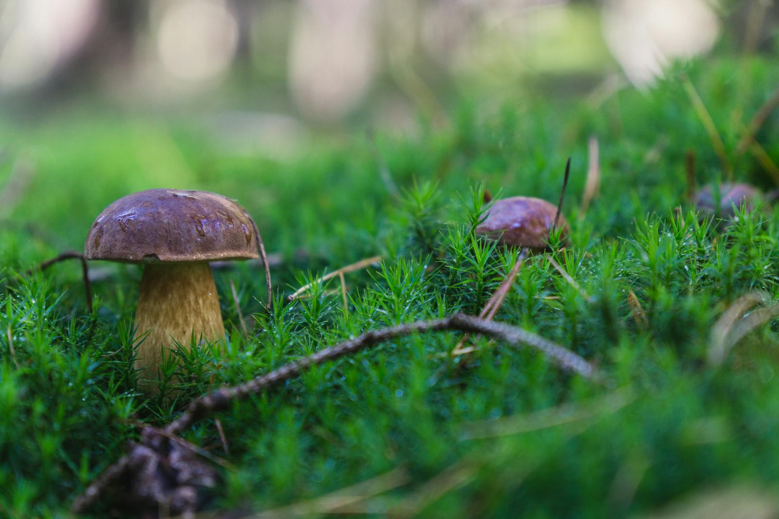 Funghi su muschio nel bosco
