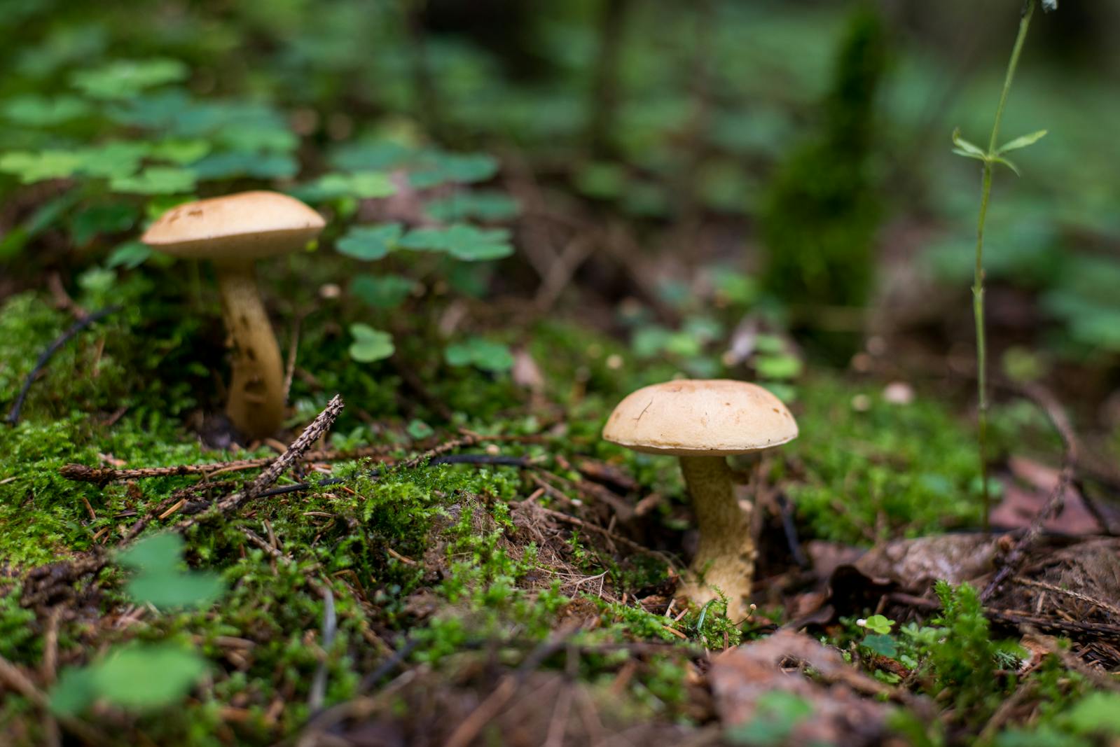 Funghi alla base di un albero
