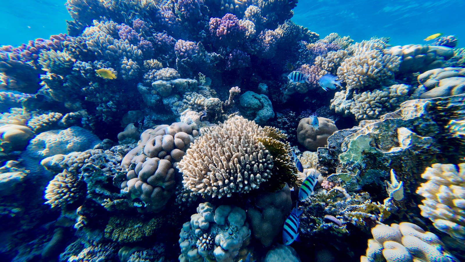 Scogliera corallina ricca di vita marina, habitat tipico del gambero pistola
